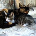 Mykonos Katzen (120)